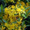 Løvfældende Rhododendron arter