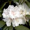 Rhododendron yakushimanum hybr