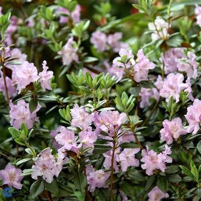 Rhododendron småbladede hybr.