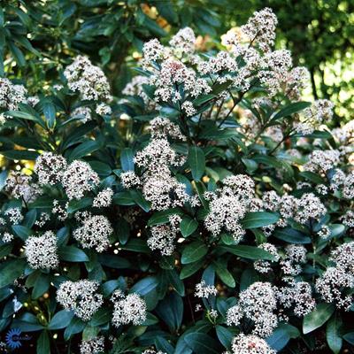 Skimmia