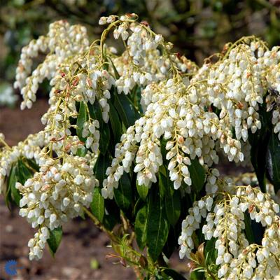 Pieris