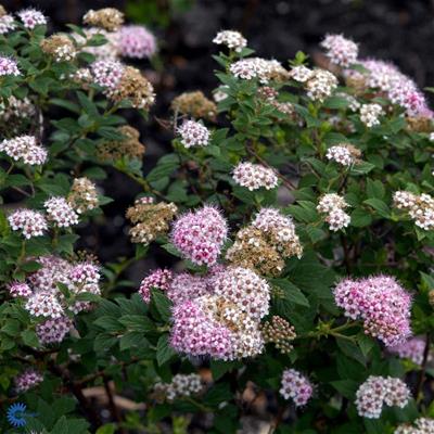 Lyserød Spirea