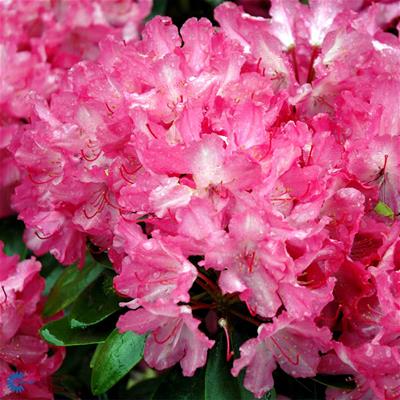 Rhododendron yakushimanum hybr