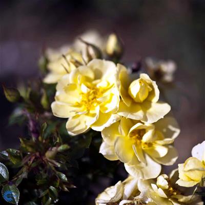 Bunddækkende rose