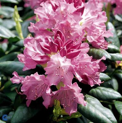 Rhododendron store hybr.