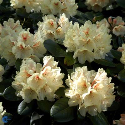 Rhododendron store hybr.