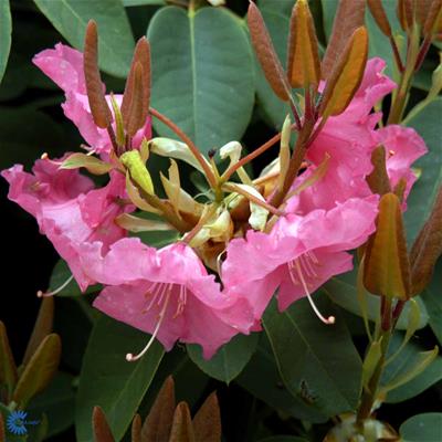 Rhododendron williamsianum hyb