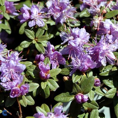 Rhododendron småbladede hybr.