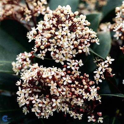 Skimmia