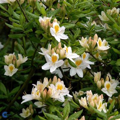 Løvfældende Rhododendron