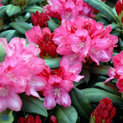 Rhododendron yakushimanum hybr