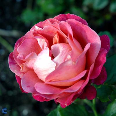 Storblomstrende rose