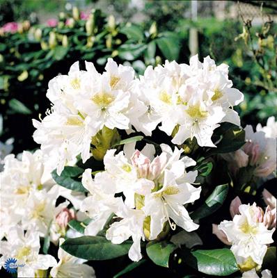 Rhododendron store hybr.