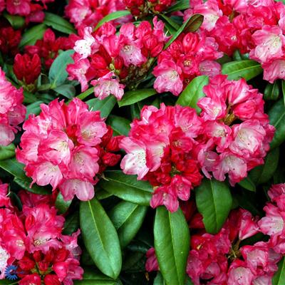 Rhododendron yakushimanum hybr