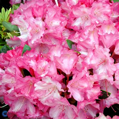 Rhododendron yakushimanum hybr