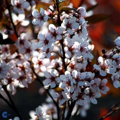 Dværgblomblomme