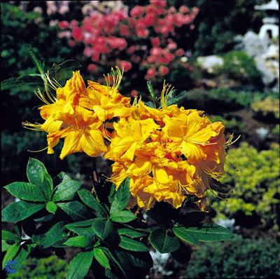 Løvfældende Rhododendron