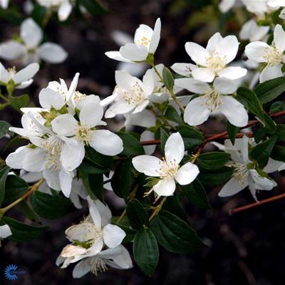 Uægte Jasmin