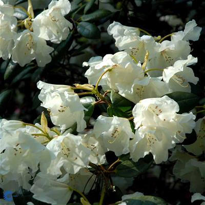 Rhododendron williamsianum hyb