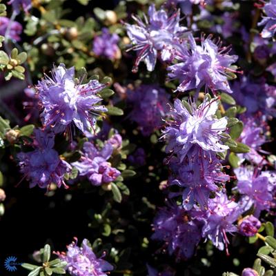 Rhododendron småbladede hybr.