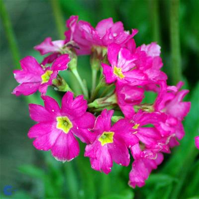 Rosenprimula