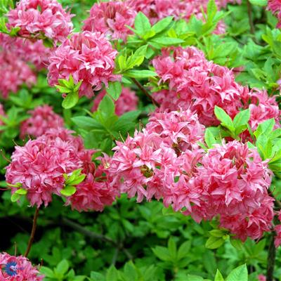 Løvfældende Rhododendron