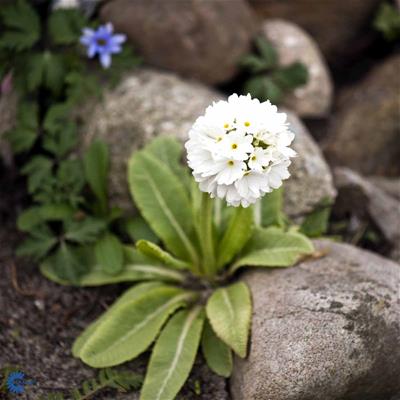 Kugleprimula