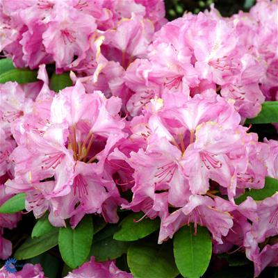 Rhododendron yakushimanum hybr