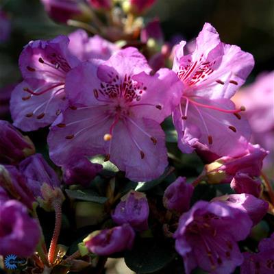 Rhododendron småbladede hybr.