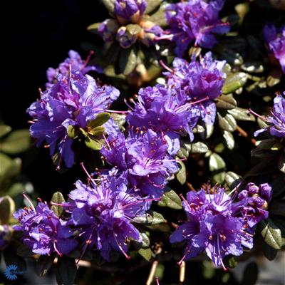 Rhododendron småbladede hybr.