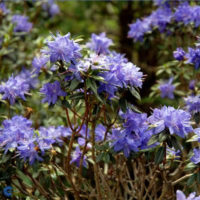 Rhododendron småbladede hybr.