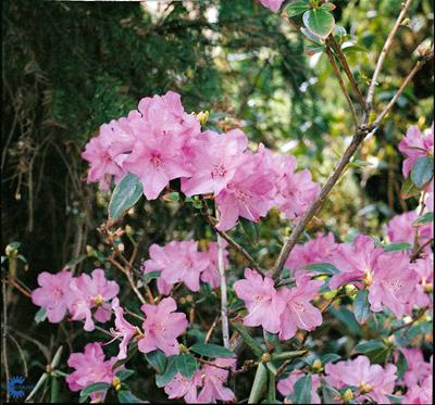 Rhododendron småbladede hybr.