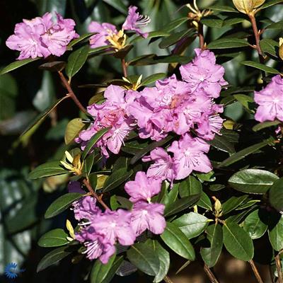 Rhododendron småbladede hybr.