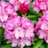 Rhododendron yakushimanum hybr