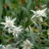 Edelweiss